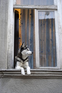 Mavi gözlü Sibirya husky köpek pencerede oturur ve sahibini bekler