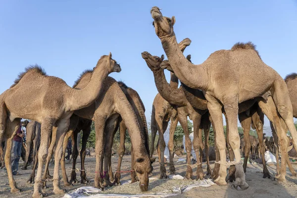 Pushkar Camel Fuarı sırasında Çöl Thar 'da deve, Rajasthan, Hindistan
