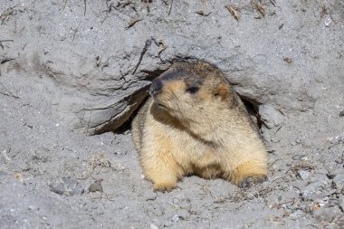 Himalayas Dağı 'nda, Ladakh 'ta, Hindistan 'da bir yuva 'dan dışarı göz atmak komik Marmot. Doğa ve seyahat konsepti