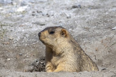 Himalayas Dağı 'nda, Ladakh 'ta, Hindistan 'da bir yuva 'dan dışarı göz atmak komik Marmot. Doğa ve seyahat konsepti