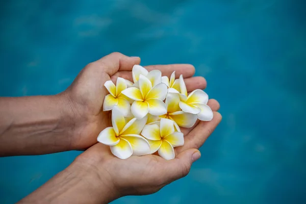 Mavi yüzme havuzu arka planda beyaz kokulu çiçekler tutan kadın elleri çifti. Kız elleri ve plumeria tropikal çiçekler. Closeup — Stok fotoğraf