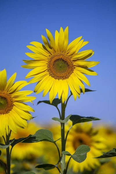 Beautiful landscape with sunflower field over blue sky — Stock Photo, Image