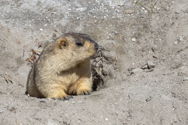 Funny marmot peeking out of a burrow in Himalayas mountain, Ladakh, India. Nature and travel concept — Stock Photo, Image