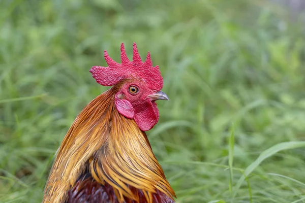 Portrait of a brown cock in the garden on a green background. Close-up — Stock Photo, Image