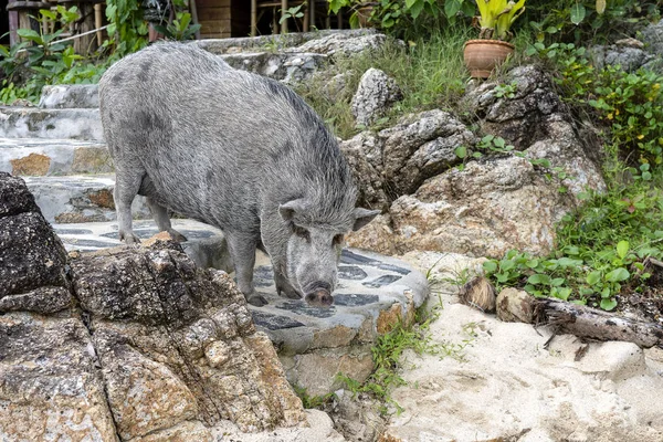 泰国攀牙岛海滩咖啡馆附近的大猪. — 图库照片