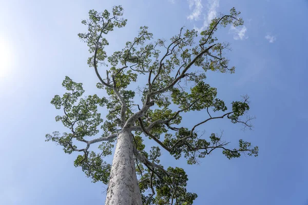 El gran árbol tropical con el fondo del cielo, vista desde abajo. Nombre científico Dipterocarpus alatus o árbol de Yang Na Yai. Phangan, Tailandia — Foto de Stock