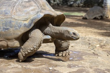 Dev kaplumbağalar, tropik ada Mauritius dipsochelys gigantea