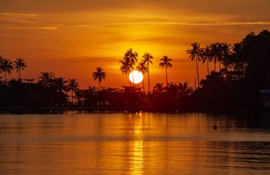 Tayland adasında deniz suyu yanında gün batımı sırasında hindistan cevizi palmiye ağaçlarının silueti. Doğa ve seyahat konsepti. Güneş, kırmızı gökyüzü, palmiye ağaçları ve deniz suyu