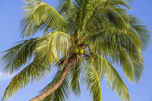 Зелене листя кокосової пальми на тлі блакитного неба. Концепція подорожей природи — стокове фото