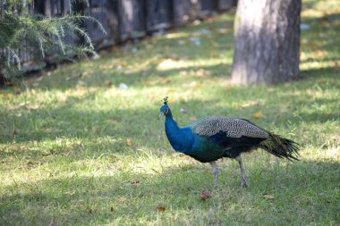 Doğal çevresi içinde tüyler ile güzel bir tavuskuşu portresi