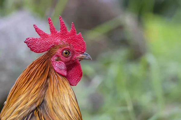 Portrait of a brown cock in the garden on a green background. Close-up — Stock Photo, Image