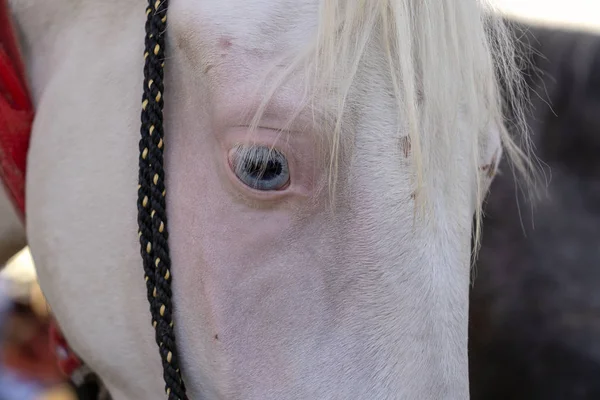 Retrato de cabeza de caballo blanco en la Feria de Pushkar en Rajastán, India. De cerca. — Foto de Stock