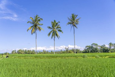 Ada Bali Ubud yakın yeşil pirinç teraslar üzerinde üç Hindistan cevizi palmiye ağaçları, Endonezya