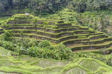 Ubud yakınlarındaki teraslarda Yeşil pirinç tarlaları, tropikal ada Bali, Endonezya. Doğa kavramı