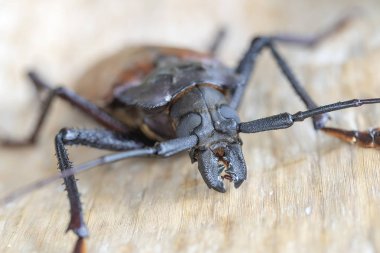Ada Koh Phangan, Tayland dev Fiji Longhorn Beetle. Plan, makro. Dev Fiji uzun boynuzlu böcek, Xixuthrus Heros en büyük yaşayan böcek türlerinden biridir. Büyük tropikal böcek türleri