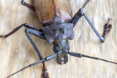 Ada Koh Phangan, Tayland dev Fiji Longhorn Beetle. Plan, makro. Dev Fiji uzun boynuzlu böcek, Xixuthrus Heros en büyük yaşayan böcek türlerinden biridir. Büyük tropikal böcek türleri