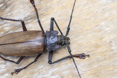Ada Koh Phangan, Tayland dev Fiji Longhorn Beetle. Plan, makro. Dev Fiji uzun boynuzlu böcek, Xixuthrus Heros en büyük yaşayan böcek türlerinden biridir. Büyük tropikal böcek türleri
