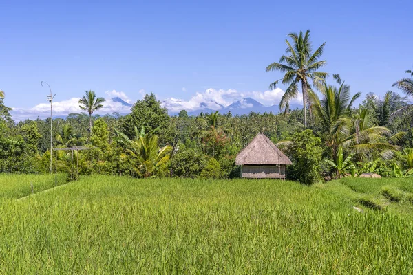 Paisaje con campos de arroz, casa de paja y palmera en el día soleado en la isla Bali, Indonesia. Naturaleza y concepto de viaje — Foto de Stock