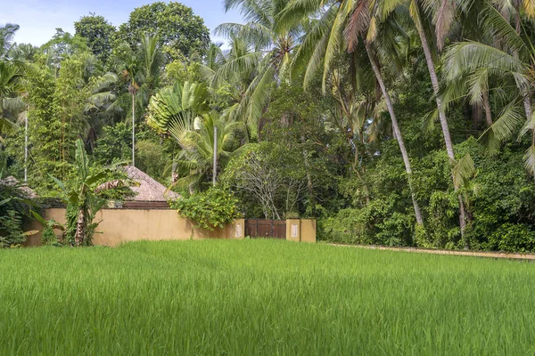 Paisaje con campos de arroz, casa y palmera en el día soleado en la isla Bali, Indonesia. Naturaleza y concepto de viaje —  Fotos de Stock