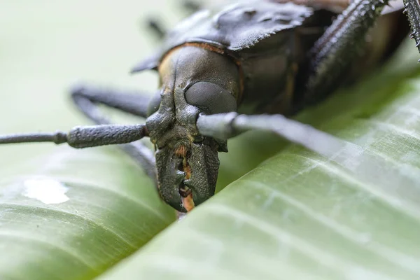 Óriás fijian Longhorn bogár a sziget Koh Phangan, Thaiföld. Closeup, makró. Óriás-Fidzsi hosszúszarvú bogár, Xixuthrus heros az egyik legnagyobb élő rovar faj. Nagy trópusi bogár fajok — Stock Fotó