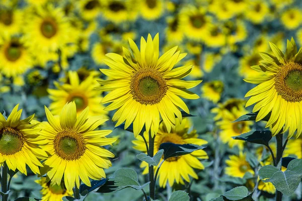 Vackert landskap med solrosfält. Fält av solrosor bakgrund — Stockfoto