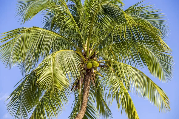 Green leaves of coconut palm tree against the blue sky. Nature travel concept — Stock Photo, Image