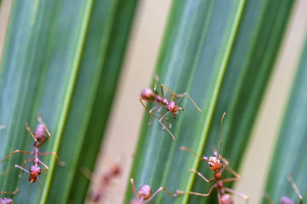 Rote Ameisen oder Feuerameisen auf grünem Palmblatt, Thailand, Makro, Nahaufnahme — Stockfoto