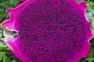 Egzotik pembe dragonfruit arka planda makro fotoğraf kesti. Ejderha meyve yakın çekim. Pitahaya doku fotoğraf. Tatlı tropikal meyve, sulu pitaya kesim