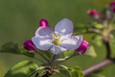 Bir bahar günü arka plan kiraz çiçekleri beyaz çiçekleri. Çiçekli meyve ağacı , yakın. Doğa kavramı