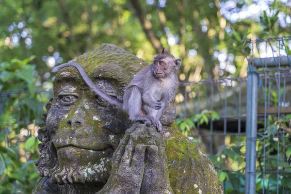 Ubud 'da kutsal maymun ormanında bir maymun taş heykeline oturan bir maymun portresi, ada Bali, Endonezya. Closeup — Stok fotoğraf