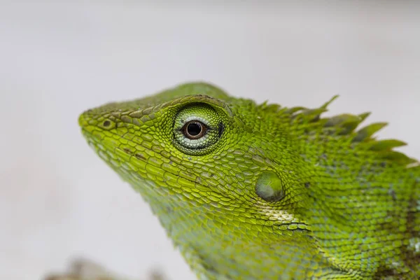 Porträtt av en liten Grön leguan i profil på tropiska ön Bali, Indonesien. Närbild, makro — Stockfoto