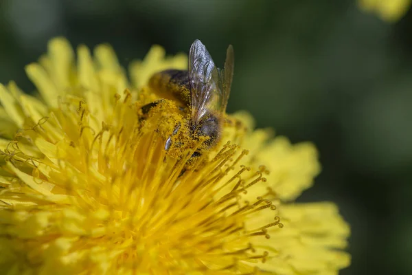 Pissenlit, taraxacum officinale. Fleur jaune sauvage et abeille dans la nature, gros plan, vue sur le dessus. Ukraine — Photo