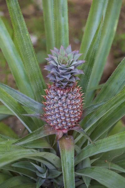 Pineapple growing in a plantation, tropical fruit, Thailand. Close up — Stock Photo, Image