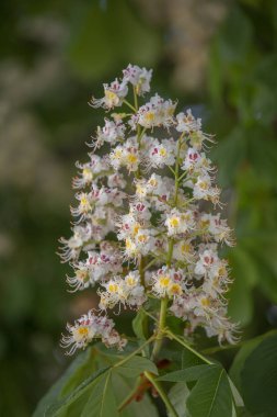 Çiçekli kestane atı. Kiev, Ukrayna kestane çiçeği arka plan Beyaz demetleri