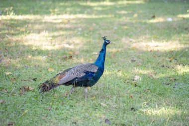 Doğal çevresi içinde tüyler ile güzel bir tavuskuşu portresi