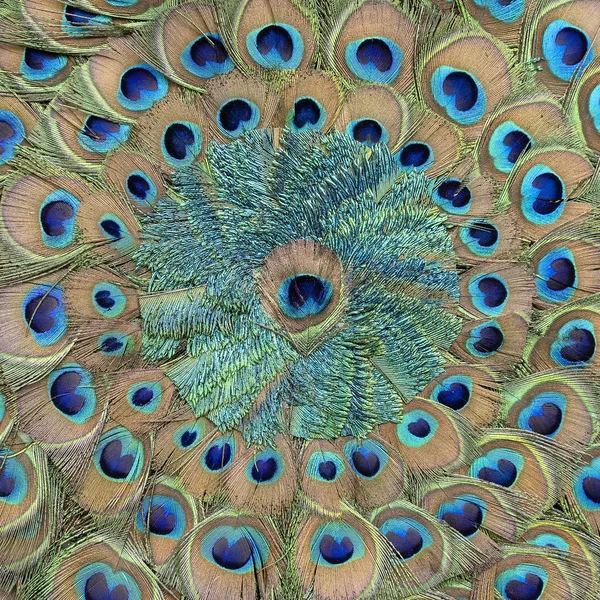 Close-up Peacock feather in markt voor toeristen. Udaipur, Rajasthan, India — Stockfoto