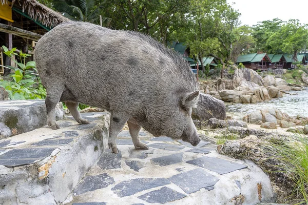 Cerdo grande cerca de la cafetería de playa en la isla de Phangan, Tailandia . — Foto de Stock