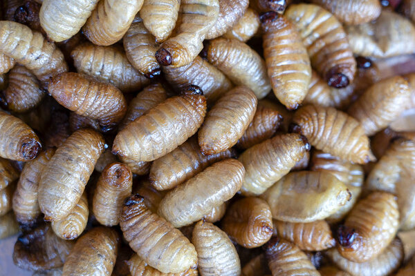 Fried silk worms delicious in street food in Thailand. Close up