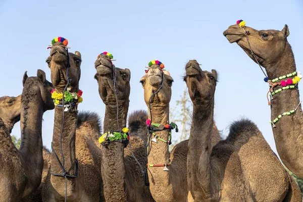 Kamele in der Wüste thar während Pushkar Kamelmesse, Rajasthan, Indien — Stockfoto