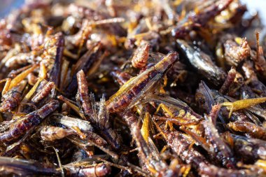 Derin kızarmış Cicada Tayland normal geleneksel yerel Tay gıda biridir.