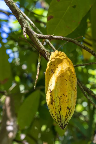 Grão de cacau amarelo na árvore na Indonésia — Fotografia de Stock