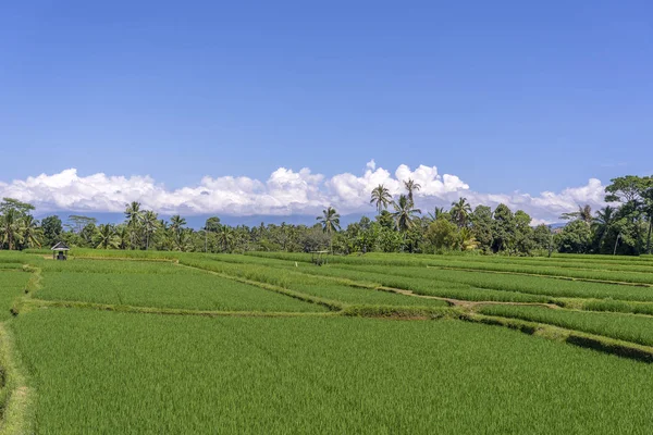 Paesaggio con risaie e palme nella giornata di sole sull'isola di Bali, Indonesia. Natura e concetto di viaggio — Foto Stock