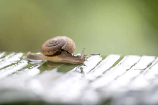 Snigel i skal genomsökning på den gröna palmblad, sommardag i trädgården, närbild, Thailand — Stockfoto