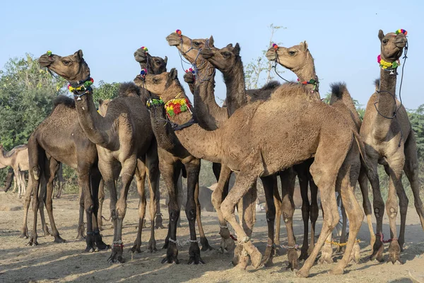 Kamelen in Desert Thar tijdens Pushkar Camel Fair, Rajasthan, India — Stockfoto