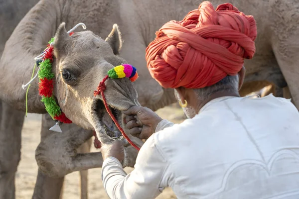 Indičtí muži a stádo velbloudů během Pushkar velblouda mela, Rádžasthan, Indie — Stock fotografie