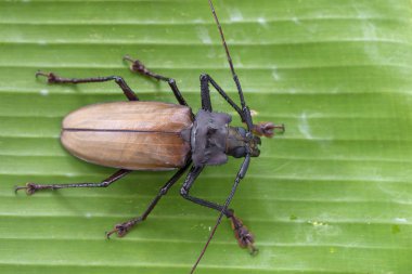 Ada Koh Phangan, Tayland dev Fiji Longhorn Beetle. Plan, makro. Dev Fiji uzun boynuzlu böcek, Xixuthrus Heros en büyük yaşayan böcek türlerinden biridir. Büyük tropikal böcek türleri