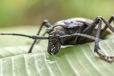 Ada Koh Phangan, Tayland dev Fiji Longhorn Beetle. Plan, makro. Dev Fiji uzun boynuzlu böcek, Xixuthrus Heros en büyük yaşayan böcek türlerinden biridir. Büyük tropikal böcek türleri