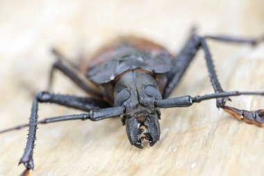 Ada Koh Phangan, Tayland dev Fiji Longhorn Beetle. Plan, makro. Dev Fiji uzun boynuzlu böcek, Xixuthrus Heros en büyük yaşayan böcek türlerinden biridir. Büyük tropikal böcek türleri