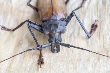Ada Koh Phangan, Tayland dev Fiji Longhorn Beetle. Plan, makro. Dev Fiji uzun boynuzlu böcek, Xixuthrus Heros en büyük yaşayan böcek türlerinden biridir. Büyük tropikal böcek türleri