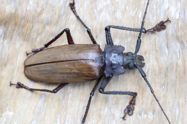 Ada Koh Phangan, Tayland dev Fiji Longhorn Beetle. Plan, makro. Dev Fiji uzun boynuzlu böcek, Xixuthrus Heros en büyük yaşayan böcek türlerinden biridir. Büyük tropikal böcek türleri